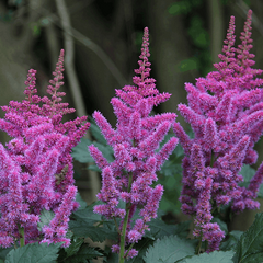 Astilbe chinensis