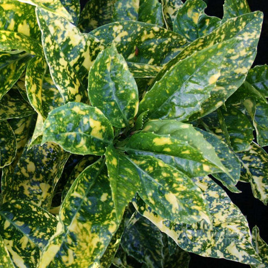 Close-up of Aucuba Crotonifolia - Spotted Laurel, an evergreen shrub, showcasing large green leaves with bright yellow speckles against a black background.