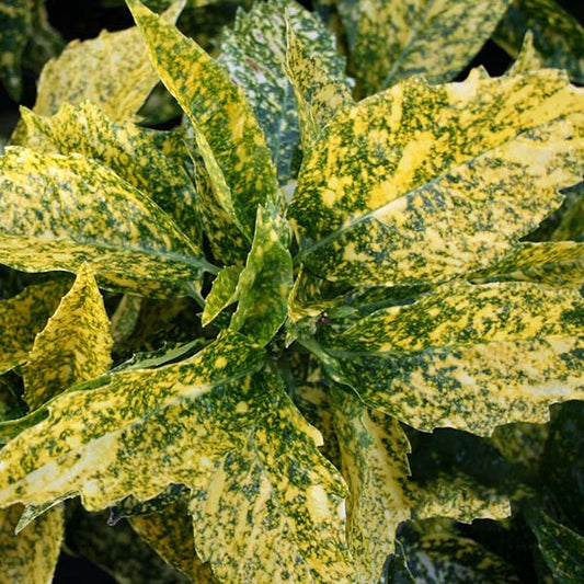 A close-up of an Aucuba Golden King showcases stunning gold variegation on its green and yellow speckled leaves.