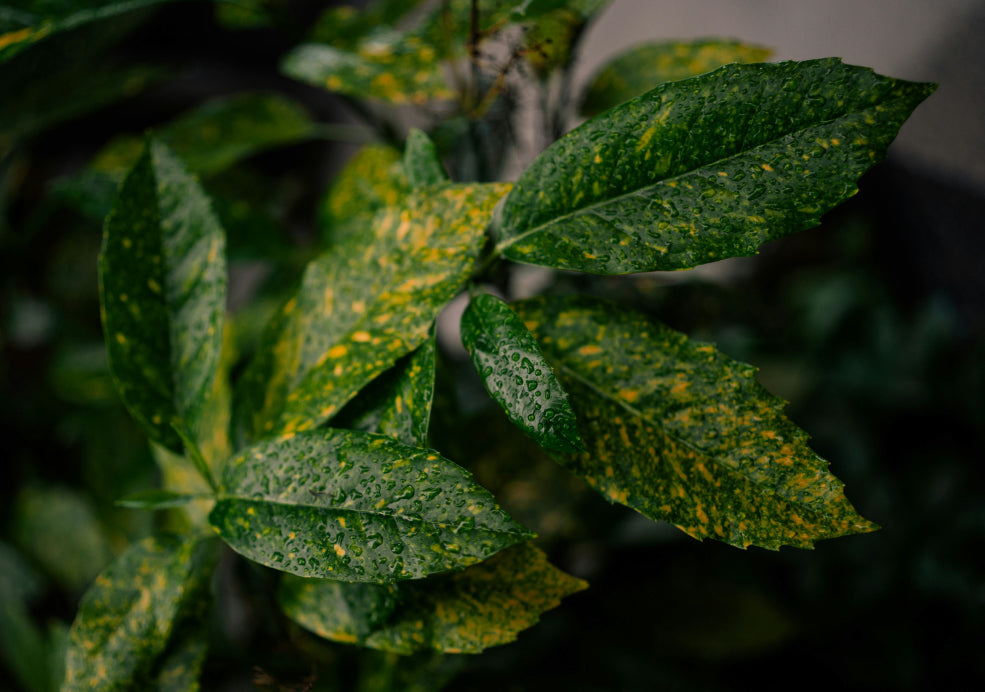 Close-up of green leaves speckled with yellow spots, covered in water droplets.