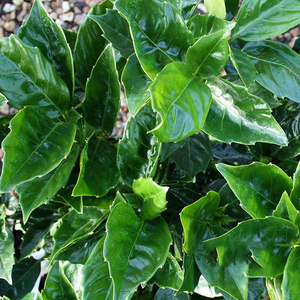 Close-up of Aucuba Rozannie - Spotted Laurel with glossy, sharp-pointed leaves and vibrant red berries.