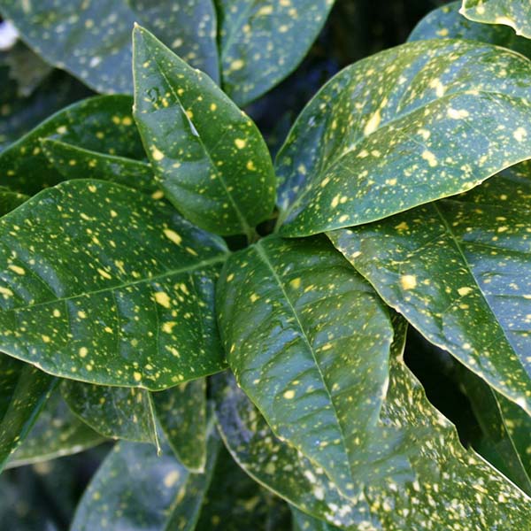 Close-up of Aucuba Variegata - Spotted Laurel, highlighting its glossy foliage with vibrant leaves and distinctive yellow speckles.