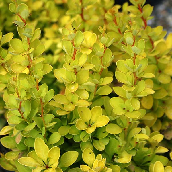 Close-up of a Berberis Maria - Barberry shrub featuring small yellow-green leaves, adding a vibrant splash of color to the scene.