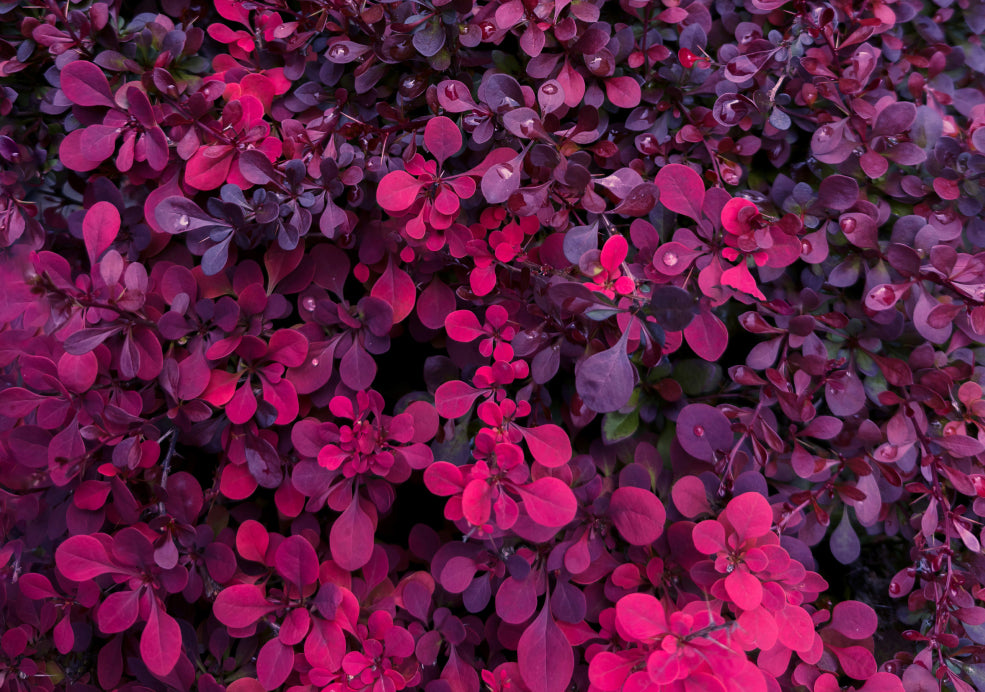 Berberis: A Burst of Colour and Character.