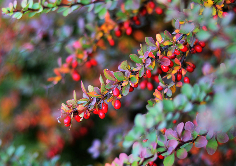 A Haven for Wildlife and a Splash of Autumn Berries.