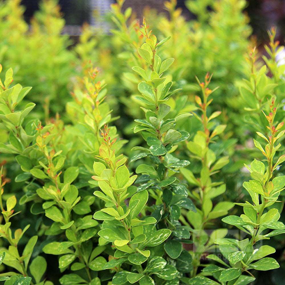 A close-up reveals the vibrant green plant with elongated leaves and red-tipped buds, densely packed in a lively hue typical of Berberis Pow Wow - Barberry.