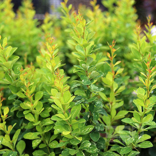 Berberis Pow Wow - Barberry