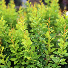 Berberis Pow Wow - Barberry