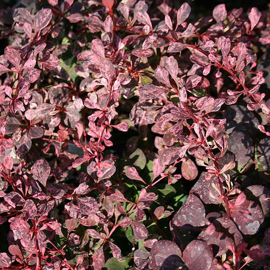 Viewed from above, Berberis Rose Glow - Barberry showcases a dense cluster of leaves with pink and purple speckles on thin stems, reminiscent of vibrant hues found in a deciduous shrub.