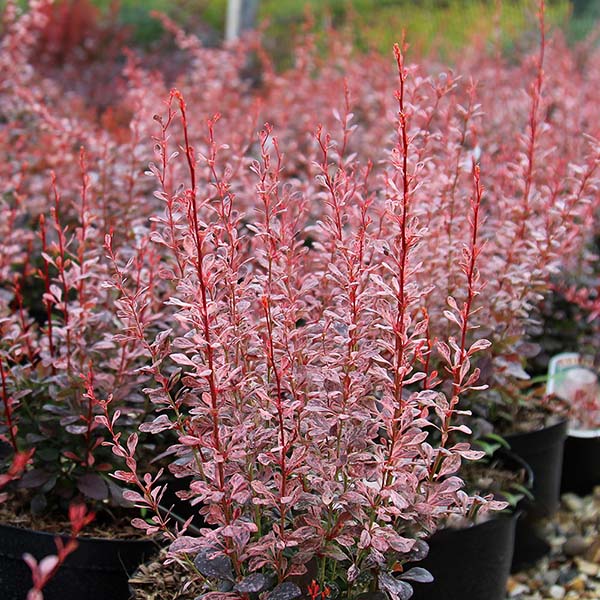 Rows of Berberis Rosy Rocket - Barberry, with slender branches and rosy leaves, create an enchanting display in a garden center. Perfect as a colorful security hedge, they add beauty and functionality to landscapes.