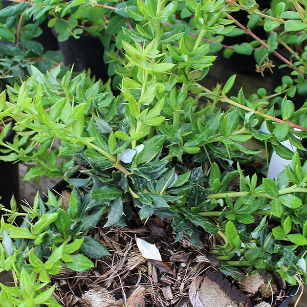 Close-up of a lush green Berberis Telstar - Barberry shrub featuring small leaves and occasional brown dried ones at the base, potentially perfect for a security hedge.