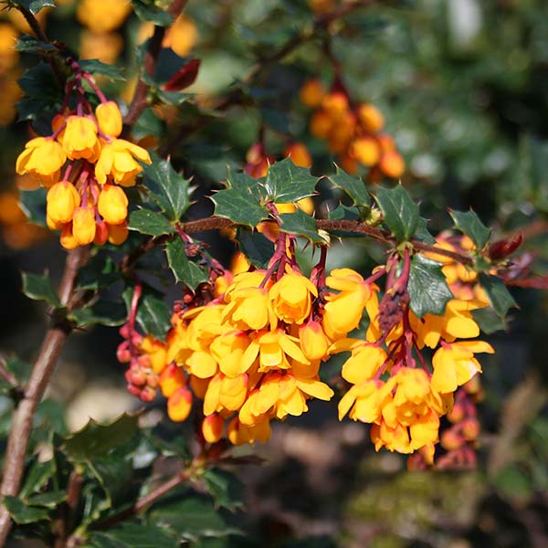 Berberis darwinii, also known as Barberry, showcases vibrant yellow flowers on green-leafed branches of an evergreen shrub, adding a striking contrast to the garden.