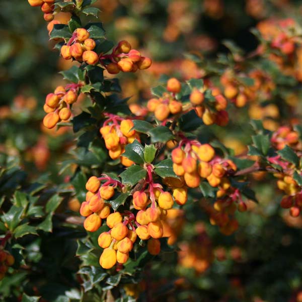 Close-up of a branch with clusters of small orange berries and glossy green leaves, characteristic of the evergreen Berberis darwinii Compacta - Barberry.