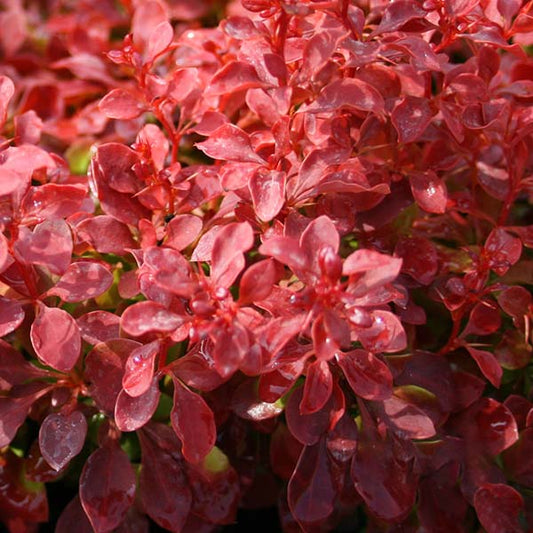 Close-up of vibrant Berberis thunbergii Admiration leaves, revealing glossy textures with reflective highlights and a stunning purple-red hue.