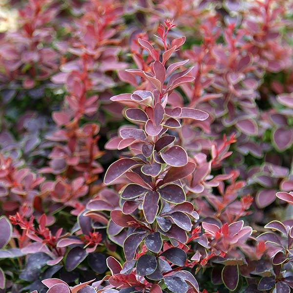 Close-up of Berberis thunbergii Golden Ring with maroon foliage and small red tips, highlighting its dense, vibrant display.