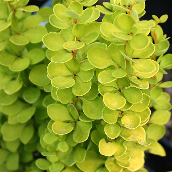 The Berberis thunbergii Golden Torch, also known as Barberry, showcases a golden green shrub with densely packed small, rounded leaves and vibrant red berries peeking through the foliage.