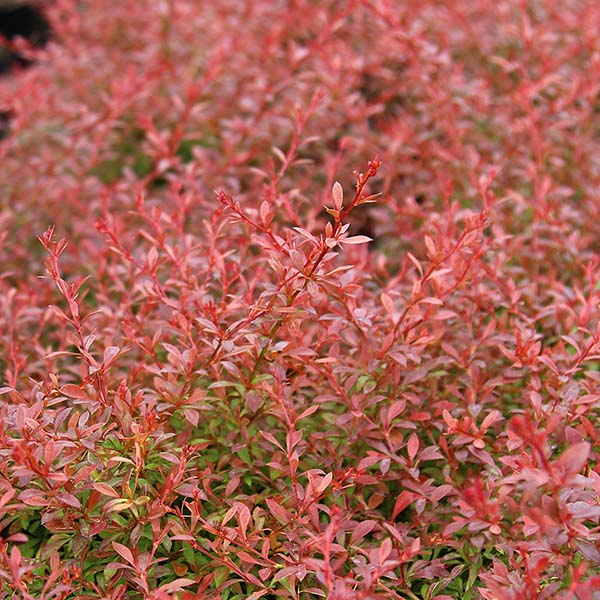 The Berberis thunbergii Orange Dream features dense bush with small, reddish-pink leaves on thin branches, ideal as a security hedge for both beauty and protection.