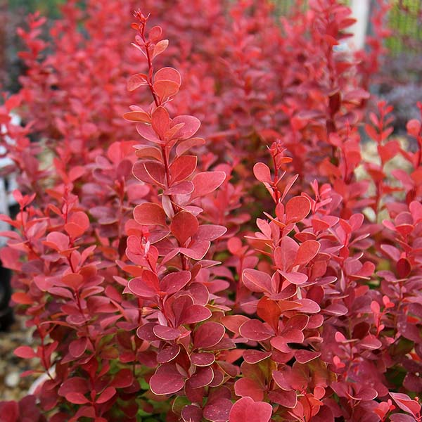 Close-up of the vibrant red foliage of Berberis thunbergii Orange Rocket - Barberry, also called Japanese Barberry, highlighting dense leaves with vivid orange accents.