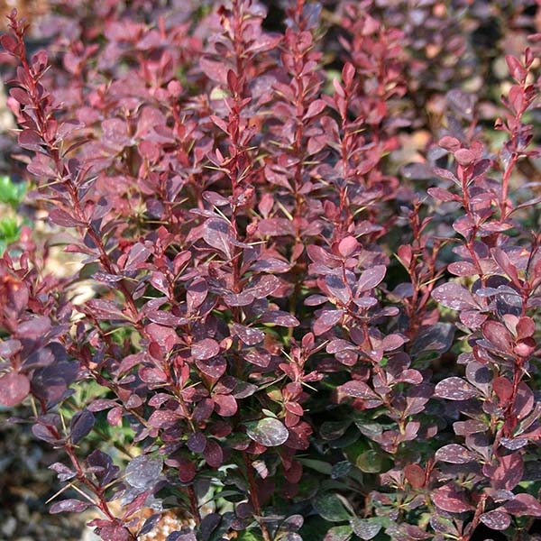 Close-up of vibrant red and purple Berberis thunbergii Red Pillar barberry shrub leaves, with small round leaves densely packed on slender stems. This lush foliage adds remarkable garden color.