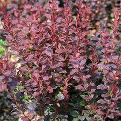 Berberis thunbergii Red Pillar - Barberry