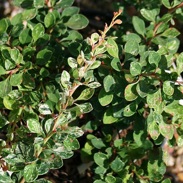 Close-up of Berberis thunbergii Starburst, a deciduous shrub featuring variegated green leaves and small red tips, similar to delicate barberry.