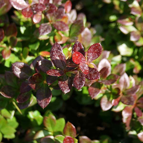 Close-up of the red and green speckled leaves on a Berberis x media Red Jewel - Barberry, with sunlight highlighting their glossy foliage and texture.