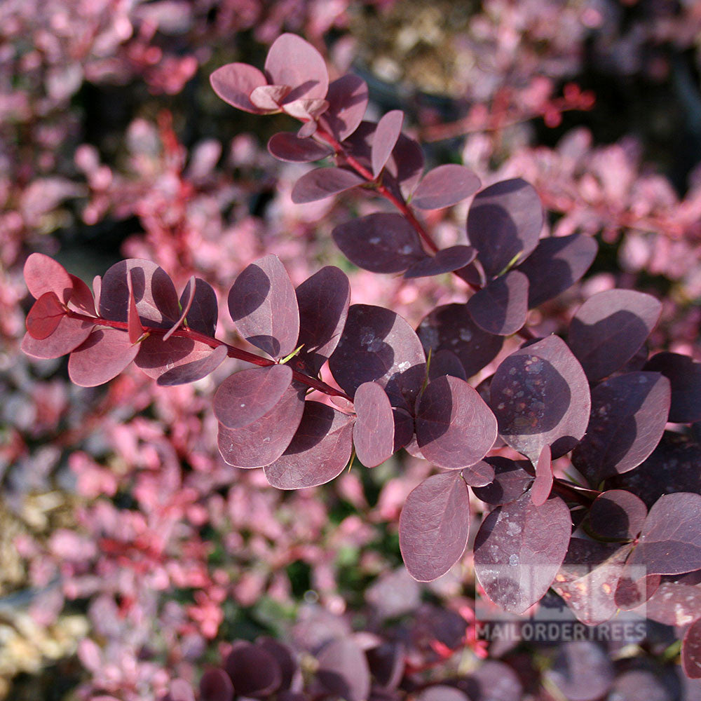 A close-up of the beetroot red leaves on a branch of the low-maintenance Berberis x ottawensis Superba - Barberry bush.