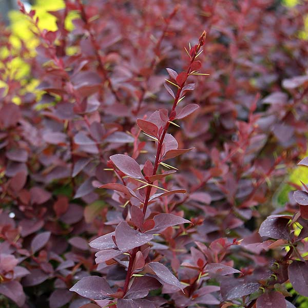 Close-up of Berberis x ottawensis Superba, a low-maintenance barberry hedge, displaying clusters of small beetroot-red leaves and sharp thorns on its stems.