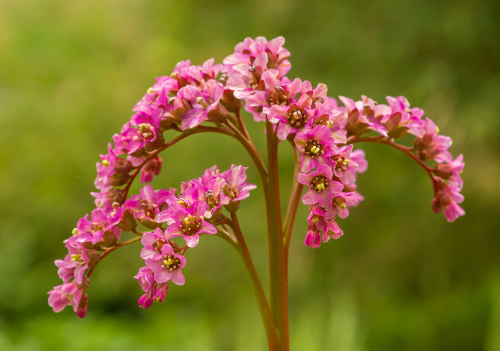 Bergenia: Bold Foliage with Year-Round Interest.