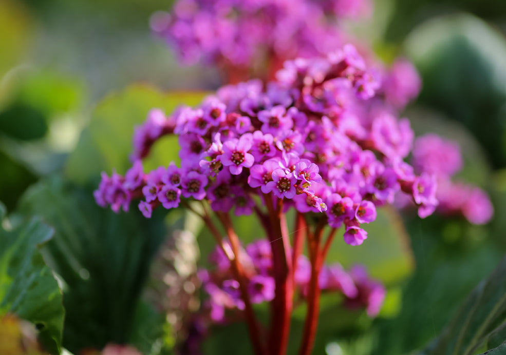 Early Blooms and Wildlife-Friendly.