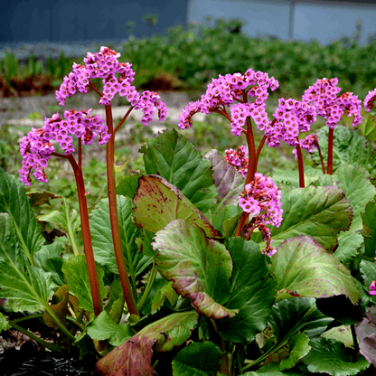 Bergenia Cordifolia