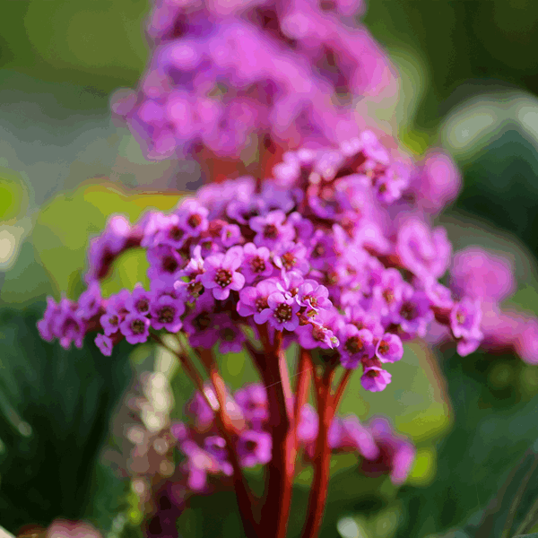 Bergenia cordifolia 'Purpurea'