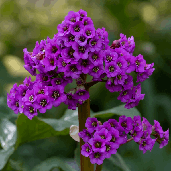 Bergenia cordifolia 'Purpurea'