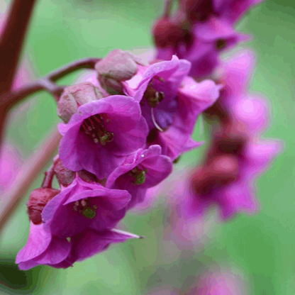 Bergenia cordifolia 'Purpurea'