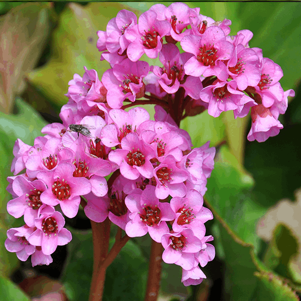 Bergenia Cordifolia