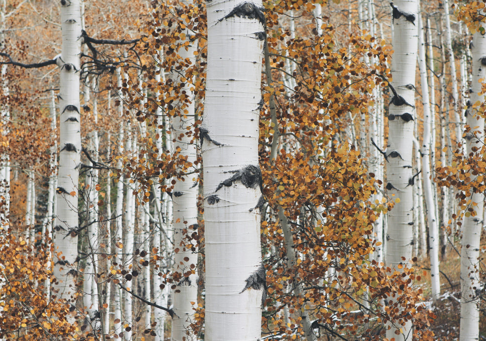 A grove of tall white birch trees with black markings, surrounded by autumn leaves in shades of orange and brown.