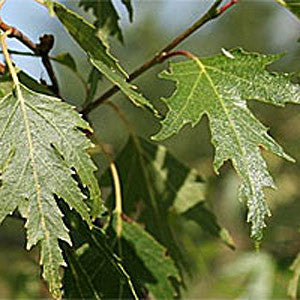 Close-up of green maple leaves on a branch, their vibrancy contrasting against a subtle, blurred background reminiscent of the peeling bark on a Betula Dalecarlica - Swedish Birch Tree.