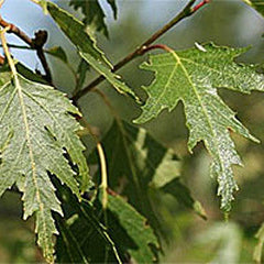 Betula Dalecarlica - Swedish Birch Tree