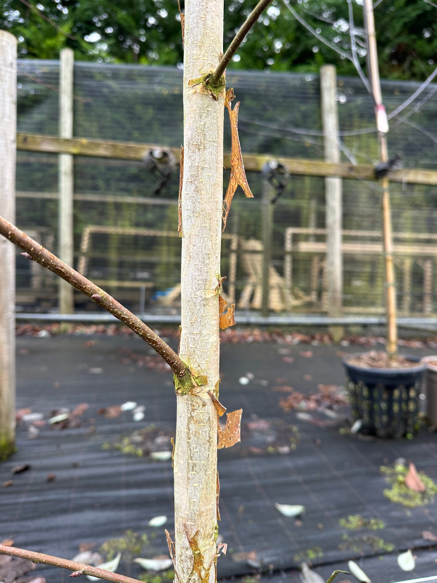 A close-up of the Betula Edinburgh - Himalayan Birch in Edinburgh showcases its unique peeling bark against a black protective ground covering, nestled within a fenced garden area.