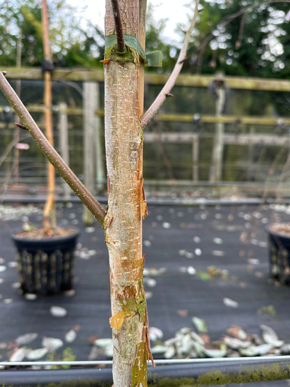 A close-up of the Betula Edinburgh - Himalayan Birch tree trunk with peeling bark, surrounded by potted plants and a wire fence in the background.