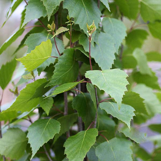 Close-up of green leaves on a Betula Fastigiata - Upright Silver Birch Tree branch, highlighting their serrated edges against a blurred backdrop.