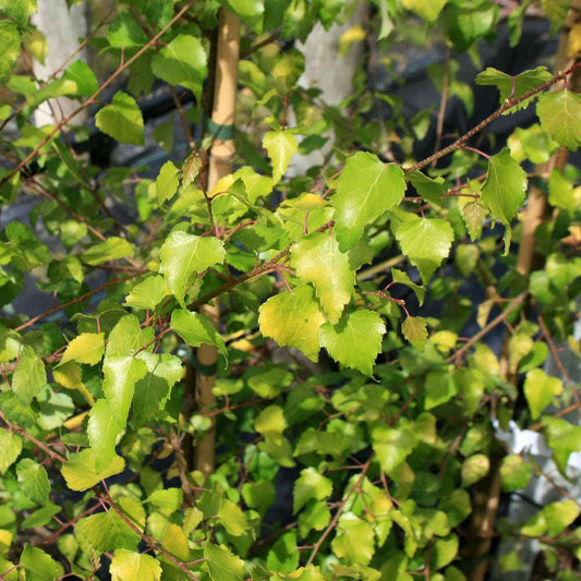 Close-up of the attractive foliage of a Betula Golden Beauty - Golden Birch Tree, with thin branches and vibrant green leaves set against a blurred outdoor background.