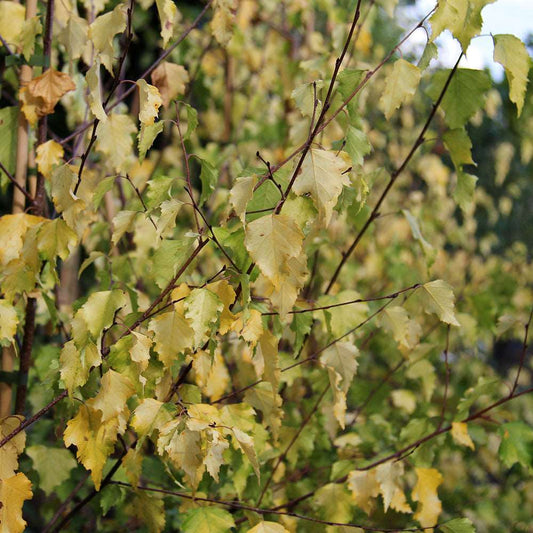 Betula Golden Cloud - Golden Birch