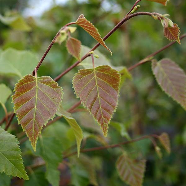 Close-up of two young, green leaves with serrated edges on a branch of the Betula Hakkoda Orange tree, surrounded by blurred foliage in the background, showcasing the graceful beauty of this birch variety.