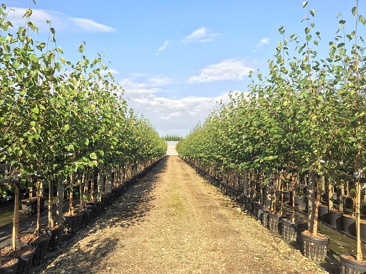 A long gravel path runs between rows of young Betula Jacquemontii - White Stem Birch Trees in planters under a clear blue sky.