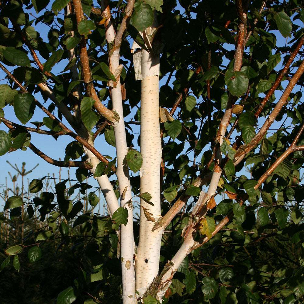 Close-up of a Betula Jacquemontii - White Stem Birch Tree trunk with its distinct white bark, surrounded by vibrant green leaves under a clear blue sky.