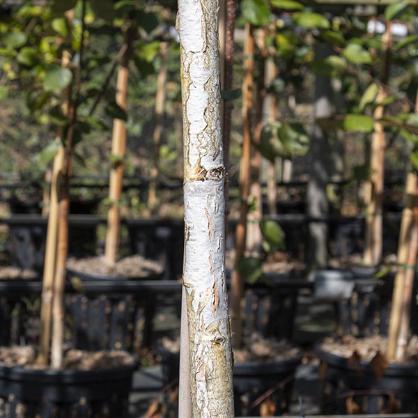 Betula Moonbeam trees, a variety of Himalayan birch, are nestled in nursery pots lined up in rows. Sunlight accentuates the textured white bark of the central tree, with its compact size adding charm to the scene.