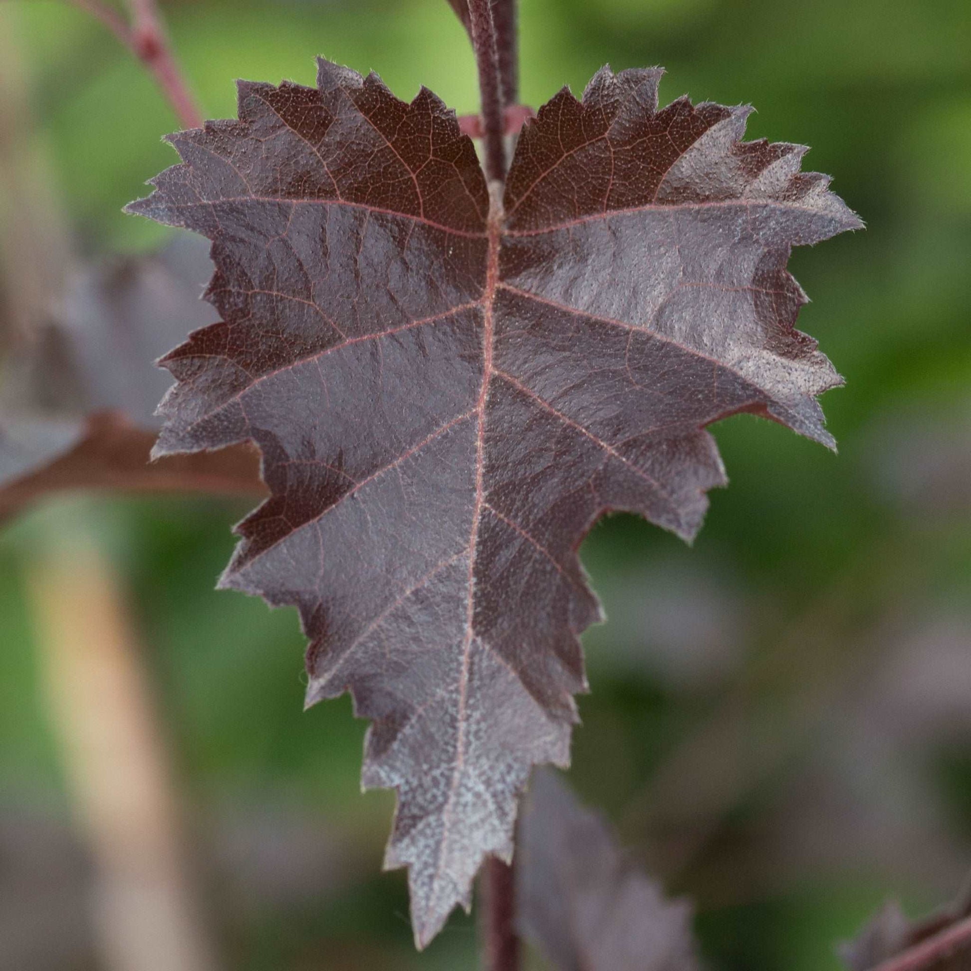 Close-up of a solitary, dark brown serrated leaf from the Betula Purpurea - Purple Leaf Birch Tree set against a softly blurred green backdrop.