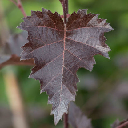 Close-up of a solitary, dark brown serrated leaf from the Betula Purpurea - Purple Leaf Birch Tree set against a softly blurred green backdrop.