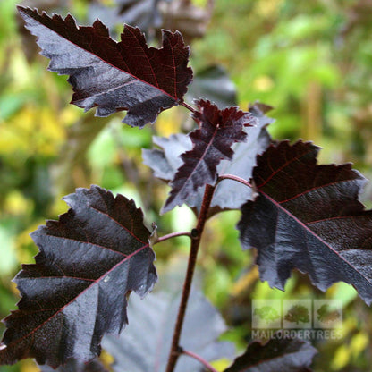 Deep purple, serrated leaves on a branch of the Betula Purpurea - Purple Leaf Birch Tree sway gently, standing out against a blurred green and yellow background.